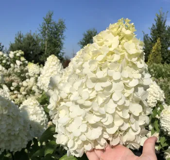 Гортензия метельчатая 'Полярный медведь' (Hydrangea paniculata 'Polar Bear')