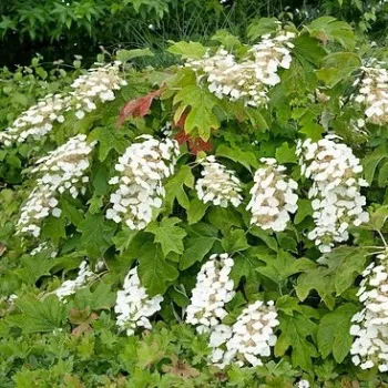 Гортензія дуболиста 'Tara' (Hydrangea quercifolia 'Tara')