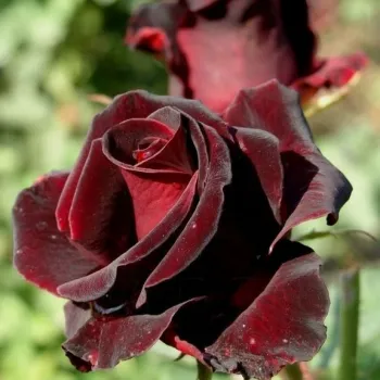 Троянда чайно-гібридна 'Блек Баккара' (Rosa 'Black Baccara')