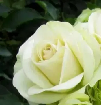 Троянда флорібунда 'Лавлі Грін' (Rosa floribunda 'Lovely Green')