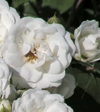 Роза бордюрная 'Уайт Фейри' (Rosa 'White Fairy')