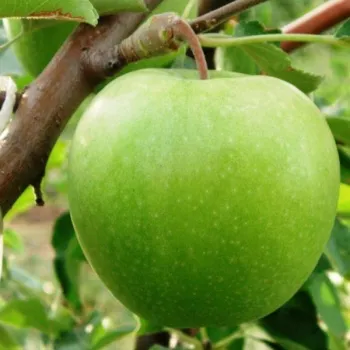 Яблоня 'Гранни Смит' (Malus 'Hrenni Smit')