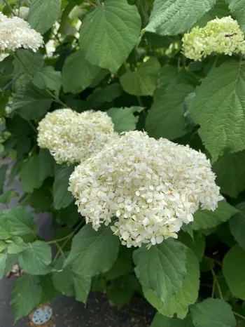 Гортензія деревоподібна 'Анабель' (Hydrangea arborescens 'Annabelle')