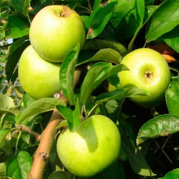 Яблоня 'Симиренко' (Malus domestica 'Simirenko')