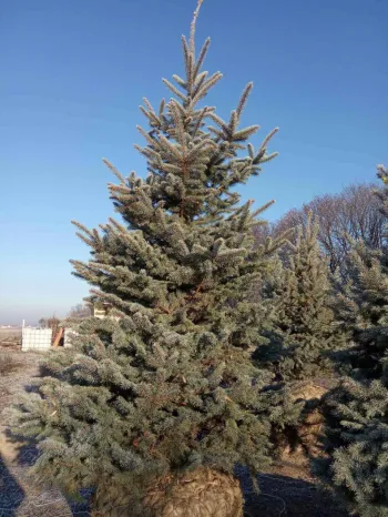 Ялина колюча 'Глаука' (Picea pungens 'Glauca')