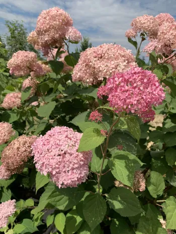 Гортензія деревоподібна 'Пінк Анабель' (Hydrangee arborescens 'Pink Annabelle')