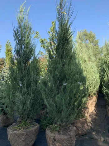 Ялівець скельний 'Скайрокет' (Juniperus scopulorum 'Skyrocket')