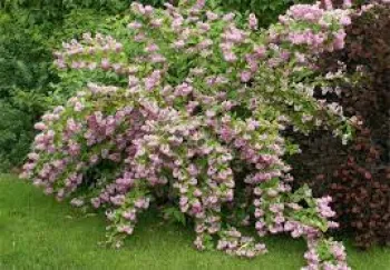 Дейція гібридна 'Монт Роуз' (Deutzia x hybrida 'Mont Rose')