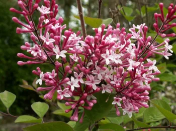 Бузок дрібнолистий 'Суперба' (Syringa microphylla 'Superba')