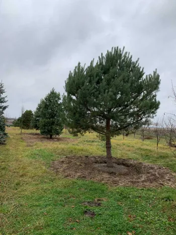 Сосна звичайна (Pinus sylvestris)