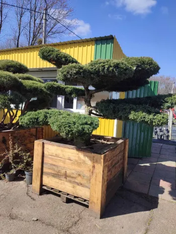 Нівакі Ялівець середній Пфітцеріана Компакта (бонсай) (Juniperus 'Pfitzeriana Compacta')