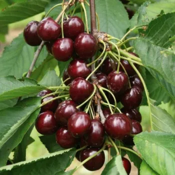Вишня Шоколадниця (Prunus cerasus Mill.)