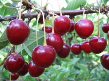Вишня 'Фея' (Cerasus 'Feya')