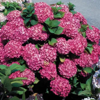 Гортензия крупнолистная 'Роткелхен' (Hydrangea macrophylla 'Rotkehlechen')