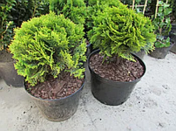 Туя западная 'Голден Глоуб' (Thuja occidentalis 'Golden Globe')