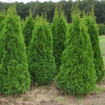 Туя западная 'Смарагд' (Thuja occidentalis 'Smaragd')