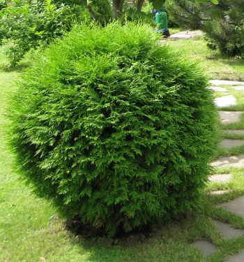 Туя западная 'Глобоза' (Thuja occidentalis 'Globosa')