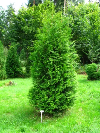 Туя західна 'Брабант' (Thuja occidentalis 'Brabant')