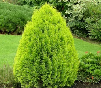 Туя западна 'Ауреа Нана' (Thuja occidentalis 'Aurea Nana')