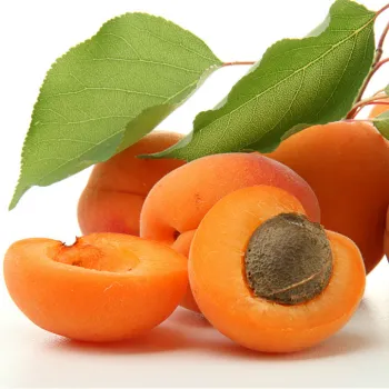 Абрикос 'Насолода' (Prunus armeniaca 'Naslazhdenie')