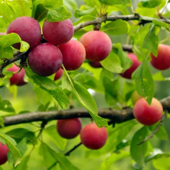 Алыча 'Голливуд' (Prunus divaricata 'Hollywood')