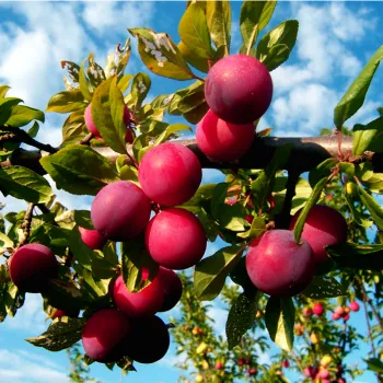 Алыча Генерал (Prunus divaricata Ledeb.)