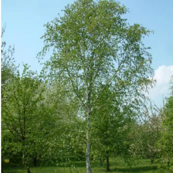 Береза ​​Жакмона (Betula utilis var. Jacquemontii)