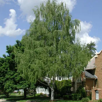 Береза ​​плакуча 'Лацініата' (Betula pendula 'Laciniata')