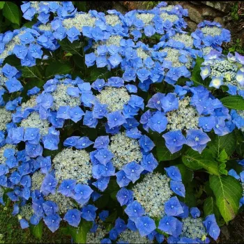 Гортензия крупнолистная 'Блаумайс' (Hydrangea macrophylla 'Blaumeise')