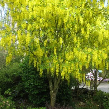 Бобівник Ватерера Воші (Laburnum watereri vossii)