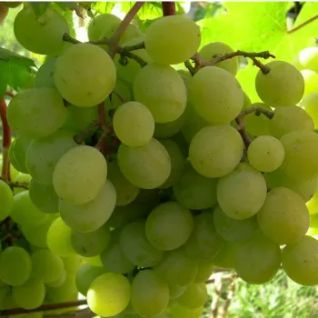 Виноград 'Сеянец Продюсера' (Vitis vinifera L.)