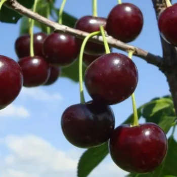 Вишня 'Малышка' (Cerasus 'Malyshka')