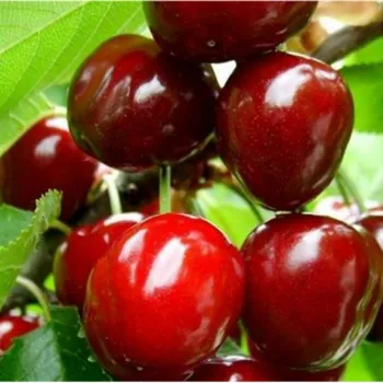 Вишня Чудо-Вишня (Prunus cerasus Mill.)
