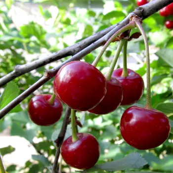 Вишня 'Подбельского' (Cerasus 'Podbelskoho')