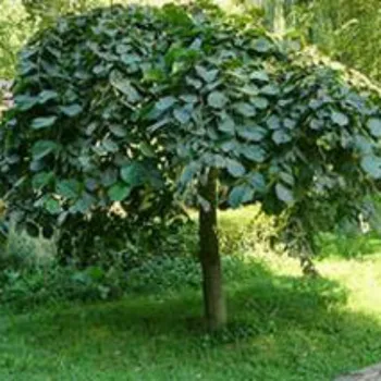 В'яз 'Кампердауні' (Ulmus 'Camperdownii')