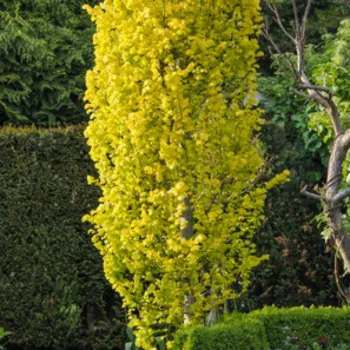 В'яз голандський 'Дампері' (Ulmus x hollandica 'Dampieri')