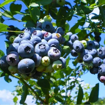 Лохина канадська (Vaccinium myrtilloides Michx.)