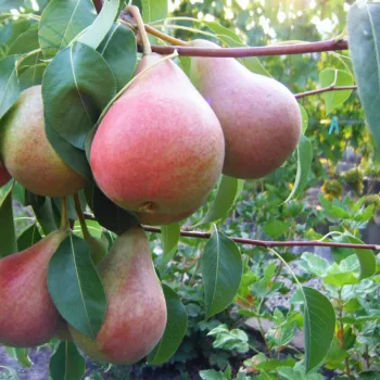 Груша Любимица Клаппа (Pyrus communis L.)