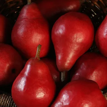 Груша 'Старкримсон' (Pyrus communis 'Starkrimson')