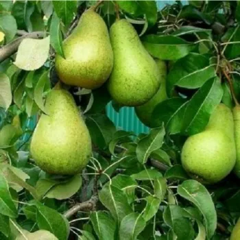 Груша 'Стрийская' (Pyrus communis)