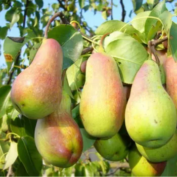 Груша Талгарская Красавица (Pyrus communis L.)