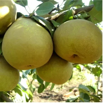 Груша 'Этюд' (Pyrus communis 'Etyud')