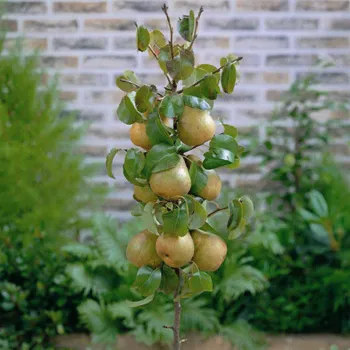 Груша Колоновидная (Pyrus communis L.)