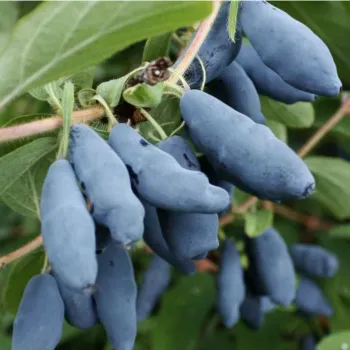Жимолость съедобная 'Алёнушка' (Lonicera kamtschatica 'Alenyshka')