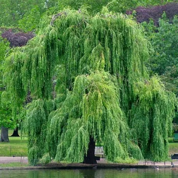 Верба золотиста 'Хрісокома' (резистентна) (Salix sepulcralis 'Chrysocom')