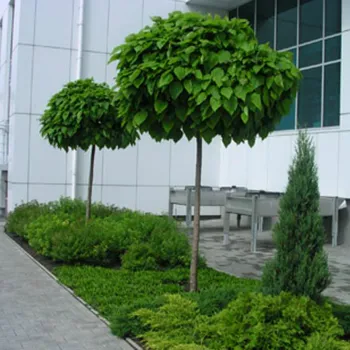 Катальпа бегониевидная Нана (Catalpa bignonioides 'Nana')