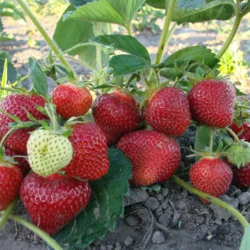 Клубника 'Мальвина' (Fragaria 'Malwina')
