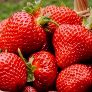 Клубника Флоренс (Fragaria 'Florence')