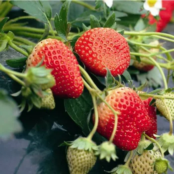 Клубника 'Хоней' (Fragaria 'Honey')