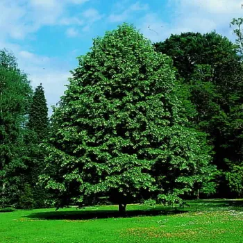 Липа войлочная (Tilia tomentosa)